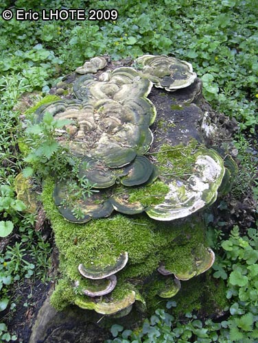 champignons-120.jpg