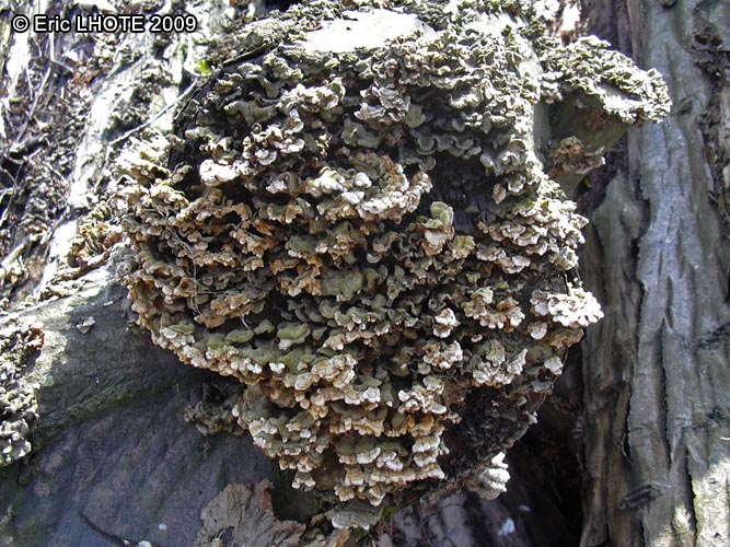 champignons-121.jpg