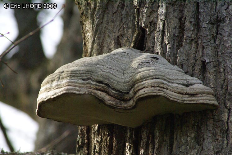 champignons-123.jpg