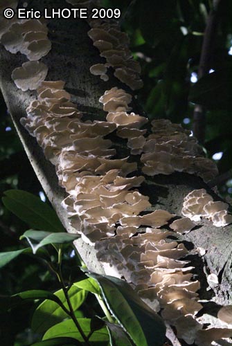 champignons-125.jpg