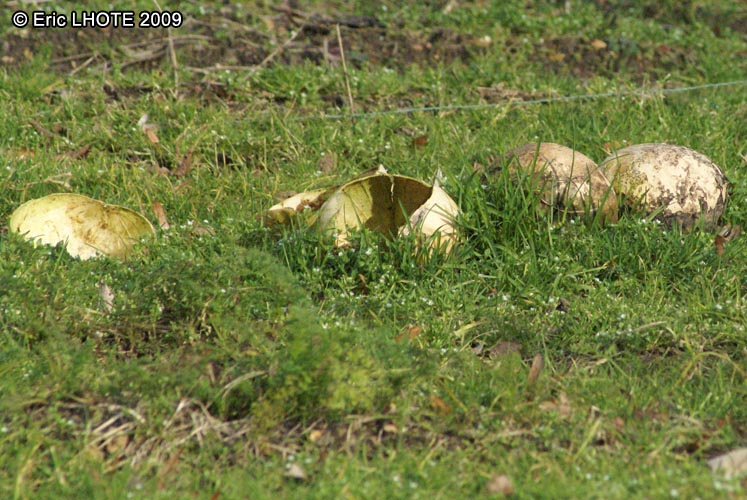 champignons-126.jpg