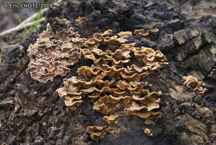 champignons-127.jpg