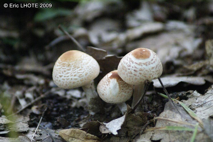 champignons-13.jpg