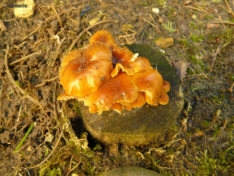 champignons-130.jpg