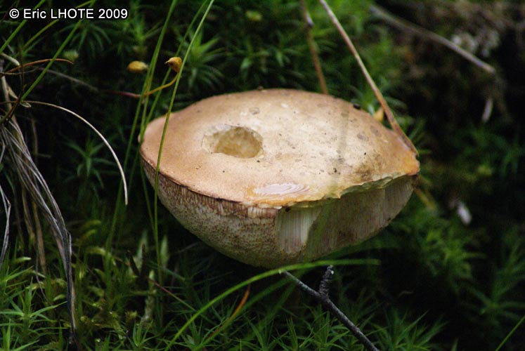 champignons-15.jpg