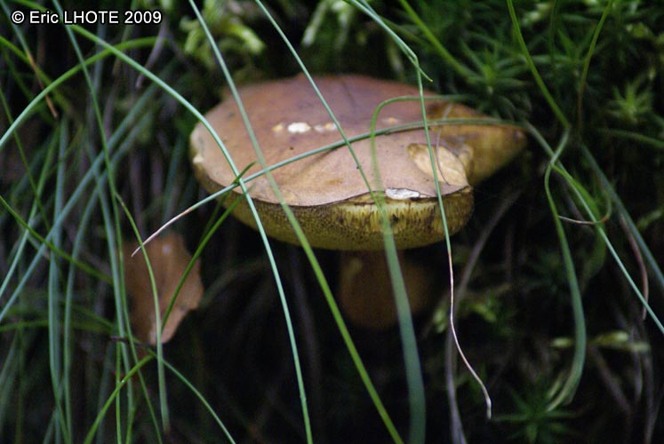 champignons-16.jpg