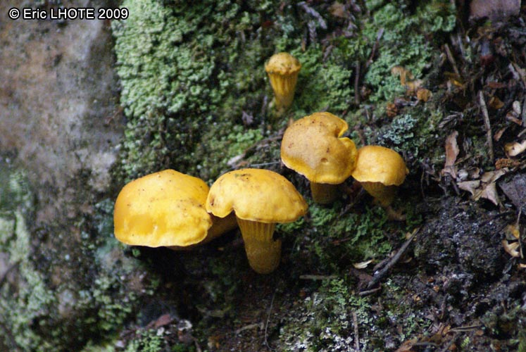 champignons-17.jpg