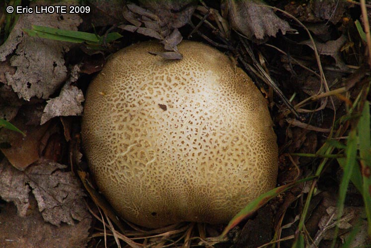 champignons-18.jpg