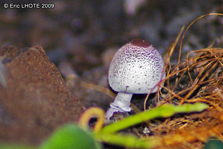 champignons-19.jpg