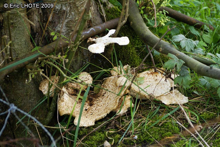 champignons-20.jpg