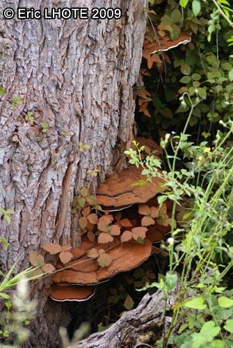 champignons-21.jpg