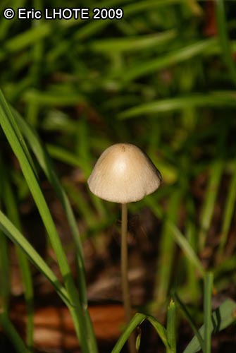 champignons-22.jpg