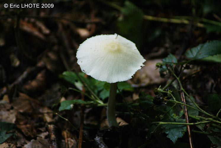 champignons-23.jpg