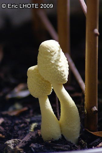 champignons-24.jpg
