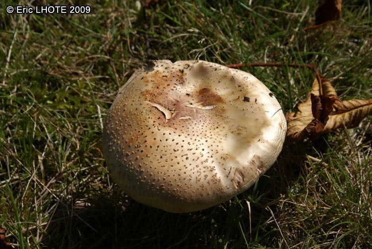 champignons-25.jpg