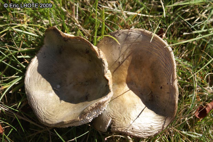 champignons-26.jpg