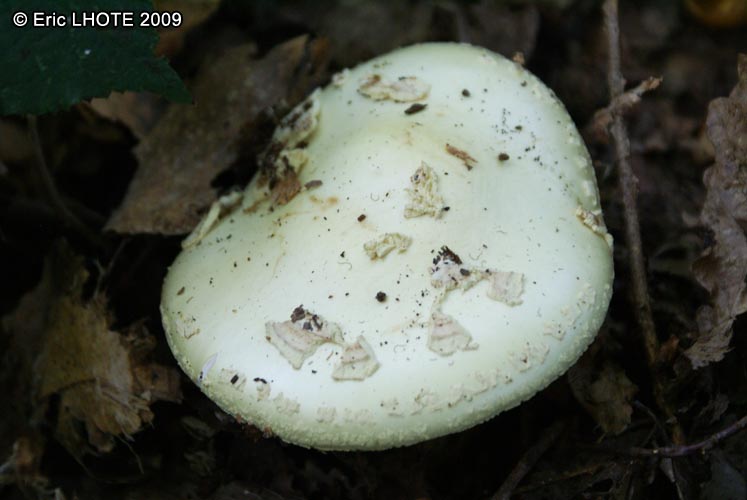 champignons-27.jpg