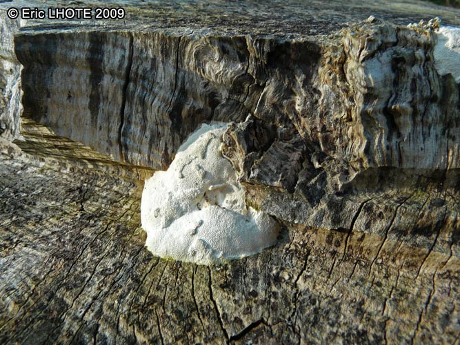 champignons-29.jpg