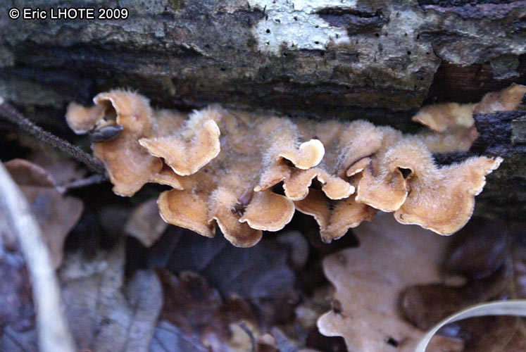 champignons-3.jpg