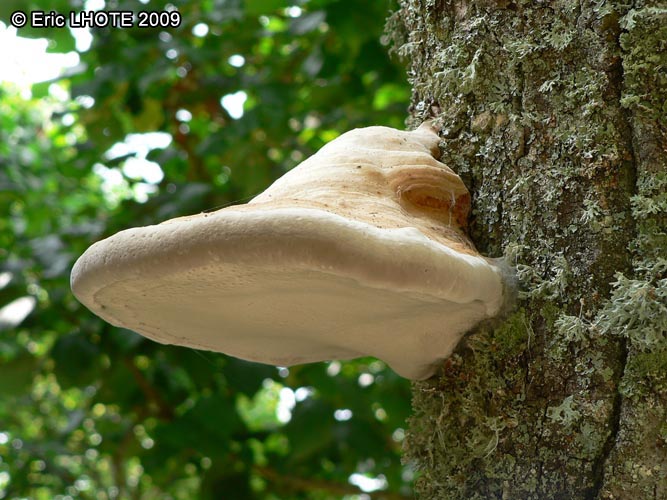 champignons-30.jpg