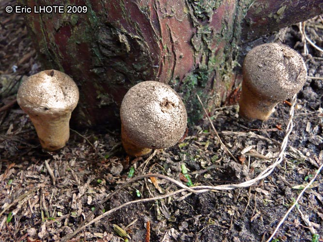 champignons-33.jpg