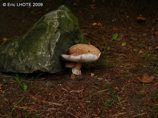 champignons-35.jpg