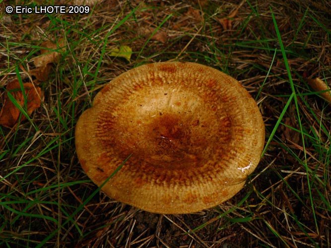 champignons-36.jpg