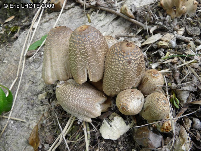 champignons-38.jpg