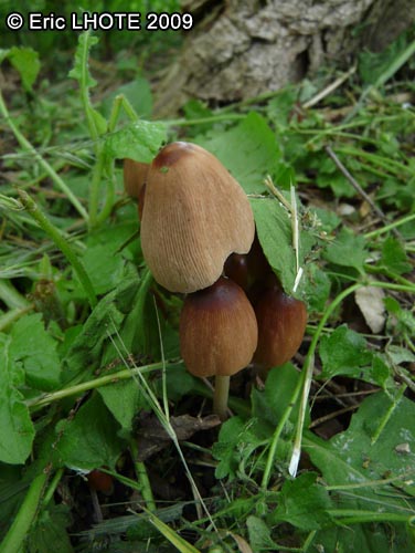 champignons-39.jpg