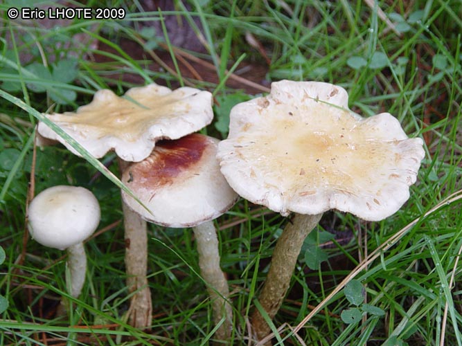 champignons-4.jpg