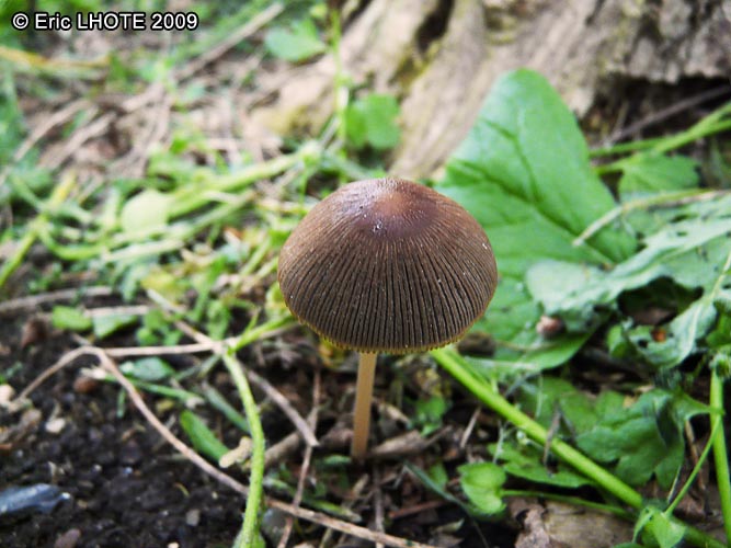 champignons-40.jpg
