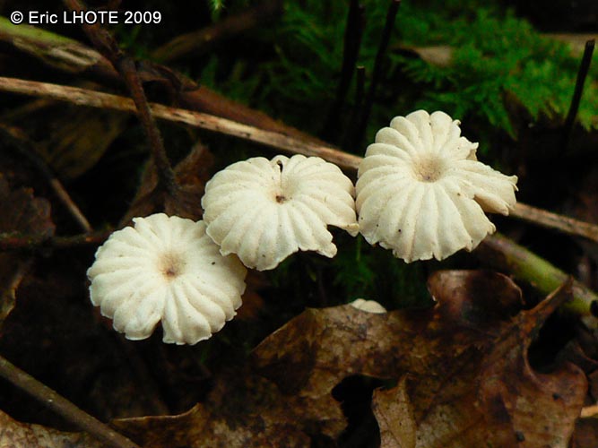 champignons-41.jpg