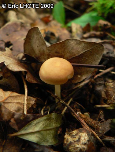 champignons-42.jpg