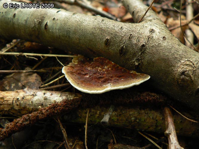 champignons-43.jpg
