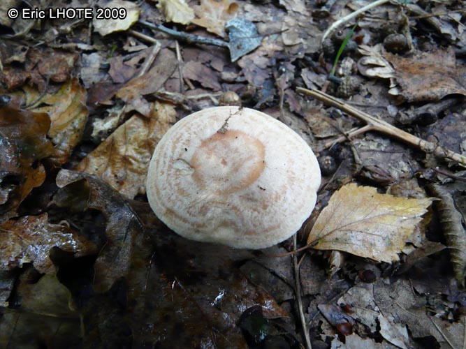 champignons-44.jpg
