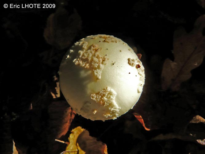 champignons-45.jpg