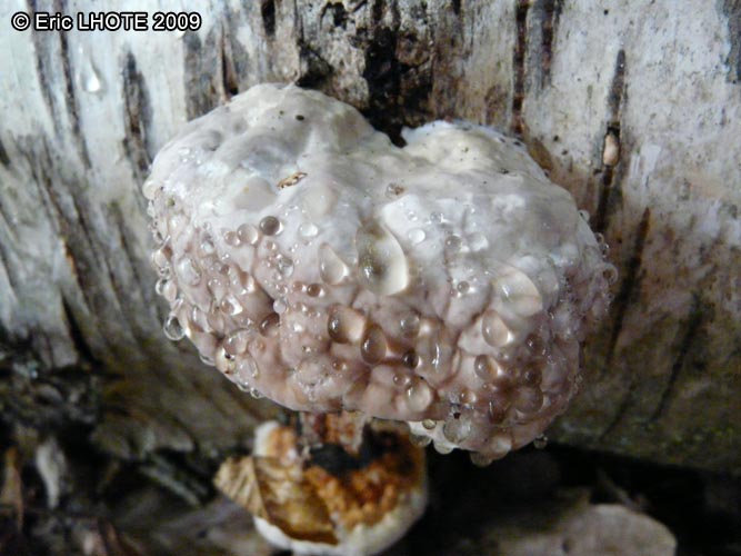 champignons-46.jpg