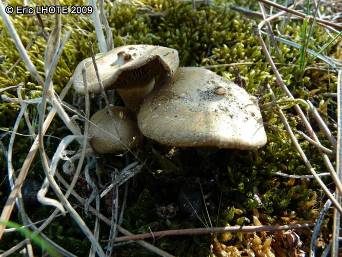 champignons-47.jpg