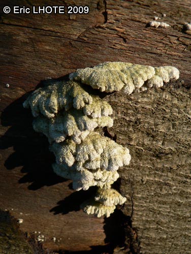 champignons-48.jpg