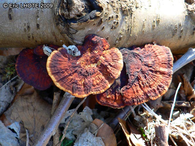 champignons-49.jpg