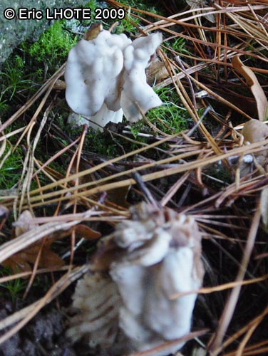 champignons-5.jpg