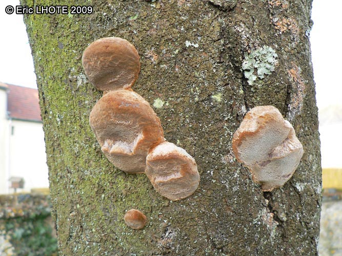 champignons-50.jpg