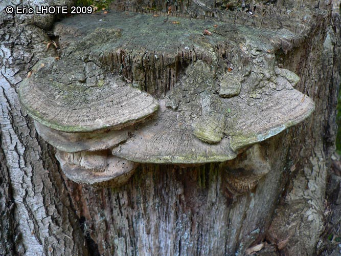 champignons-52.jpg