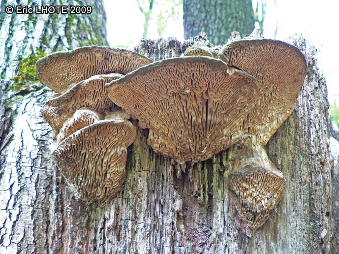 champignons-53.jpg