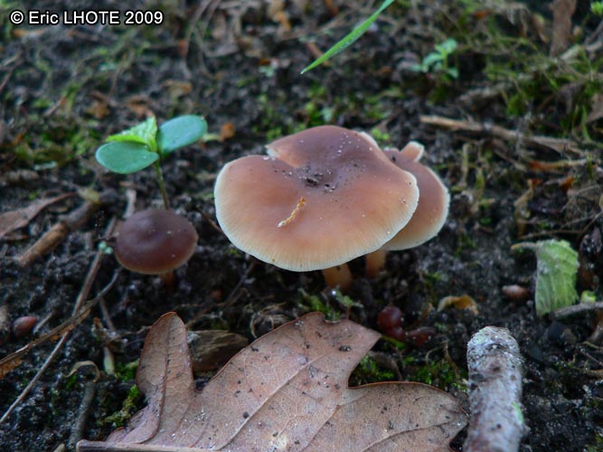 champignons-54.jpg