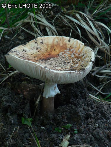 champignons-55.jpg