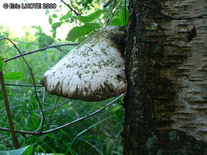 champignons-56.jpg