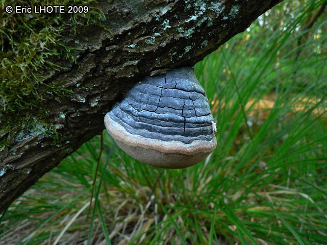 champignons-57.jpg