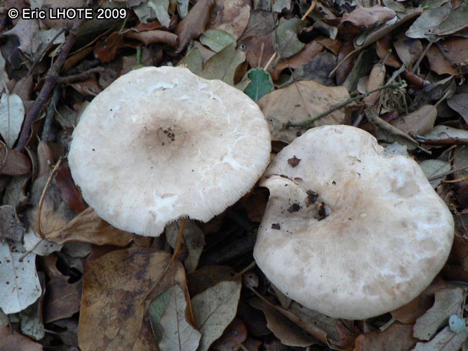 champignons-59.jpg