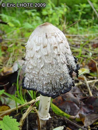 champignons-6.jpg
